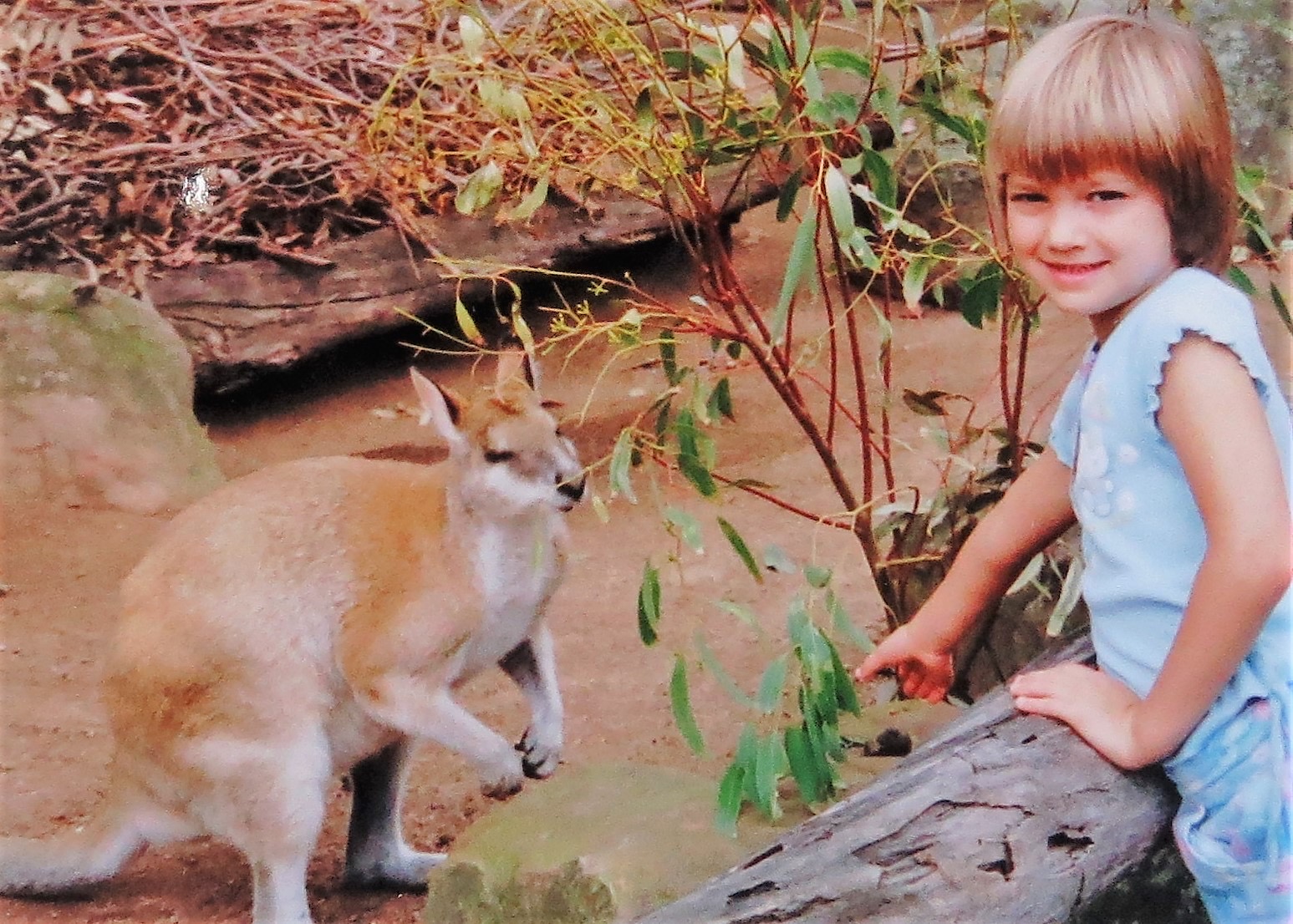 Feeding Kangaroos